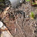 Five Lined Skink