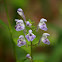 Showy Skullcap