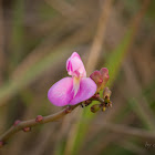 Orquídea