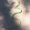 Rough green snake