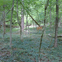 White-Tailed Deer