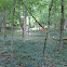 White-Tailed Deer
