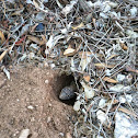 Desert spiny lizard