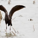 Glossy Ibis