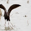 Glossy Ibis