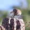 Cactus Wren