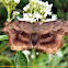 Giant Sicklewing