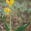 Yellow flower