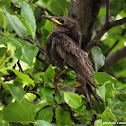 Common Starling (fledgling)