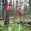 Cypripedium acaule