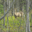 White-tailed deer