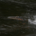 Atlantic Salmon