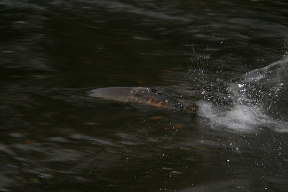 Spotting Image 1