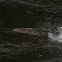 Atlantic Salmon