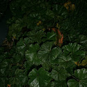 Common Mallow?
