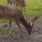 deer