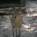 Klipspringer