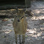 Klipspringer