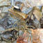 Crawfish