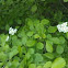 Hawthorn