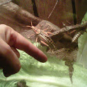 Eastern lubber grasshoppers