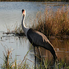 Wattled Crane