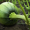 Cucurbita pepo