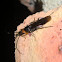 Braconid wasp