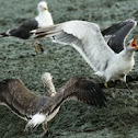 Seagull