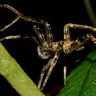 Tarantula