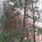 Japanese black pine