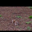 Grey squirrel