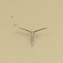 Plume moth