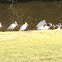 White Ibis