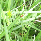 Lady Bug