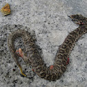 Viper Snake