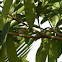 Oriental White-eye 灰腹繡眼鳥