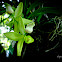Orquidea mariposa