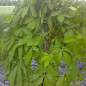 Virginia Creeper