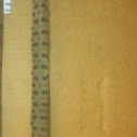 Western Pygmy rattlesnake