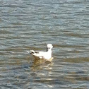 Bonaparte's Gull