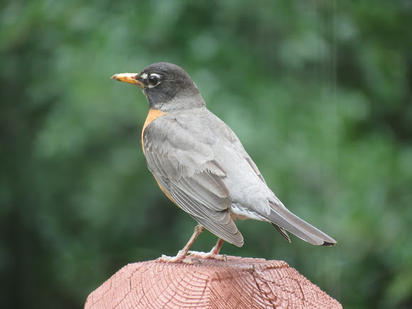 Spotting Image 1