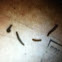 Worm