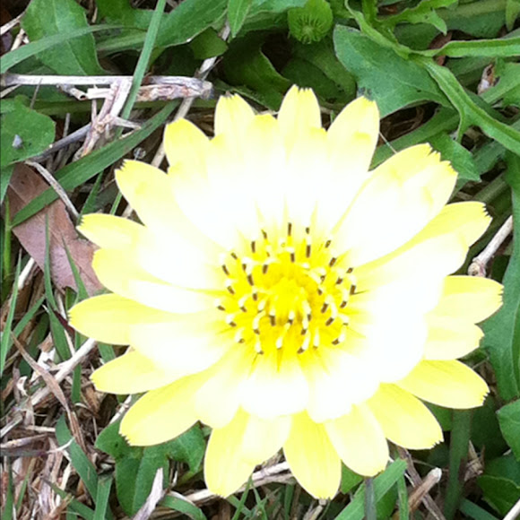 Spotting Image 1