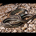 Orange Striped Ribbon Snake