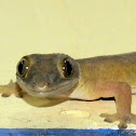 gecko