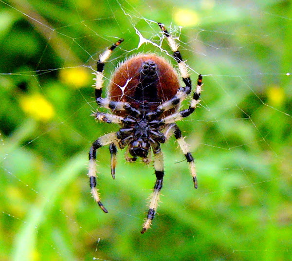 Shamrock Orb Weaver Spider Project Noah