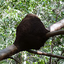 Termite Mound
