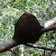 Termite Mound