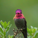 Anna's Hummingbird